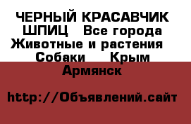 ЧЕРНЫЙ КРАСАВЧИК ШПИЦ - Все города Животные и растения » Собаки   . Крым,Армянск